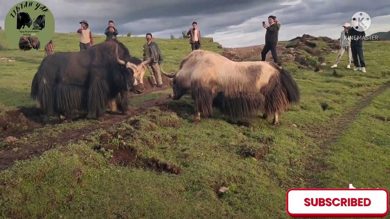 This Simi-white Yak is So awesome (a GREAT FIGHTER ) Yak Fight