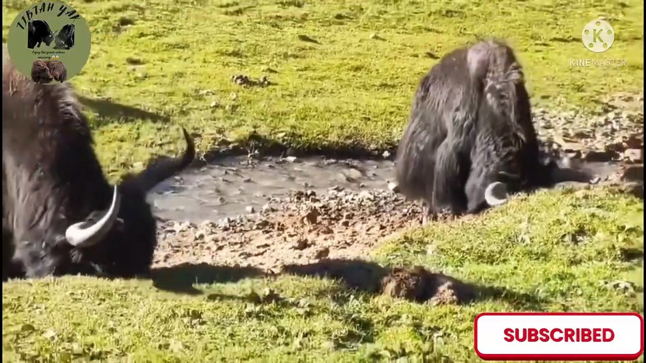 This Wild Yak is try hit to the drone by his Strong Horns