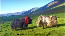 Big white Yak is try to beat black one wow  #yak fight