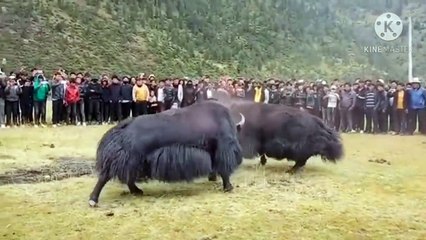 A big black Tibetan yak fight with a white one