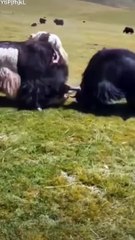 SIMI White Yak VS Pure Black Yak#tibet#animalsvideo #biganimals#yak#animalfacts#yakfight