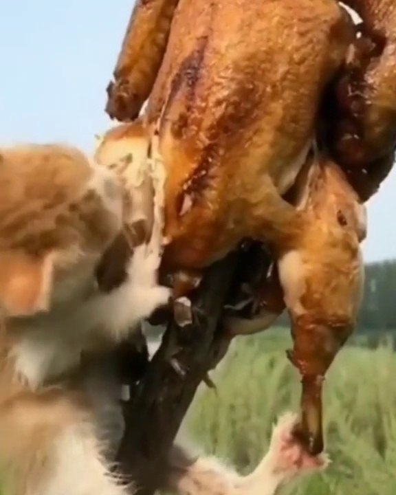 Funnycatanddog
