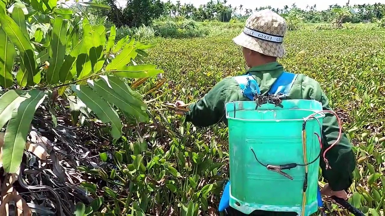 Vác Máy Kích Cá Truy Đuổi Rắn Khổng Lồ Dưới Mương Nước Gay Cấn Nguy Hiểm   Thú Vui 3 Miền