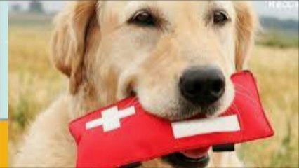 Apa saja yang harus dibawa? Saat liburan bersama hewan peliharaan