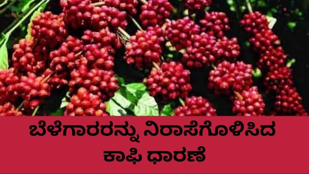 ಕೊಡಗು: ಆರಕ್ಕೇರದ, ಮೂರಕ್ಕಿಳಿಯದ ಕಾಫಿ ಧಾರಣೆ..!
