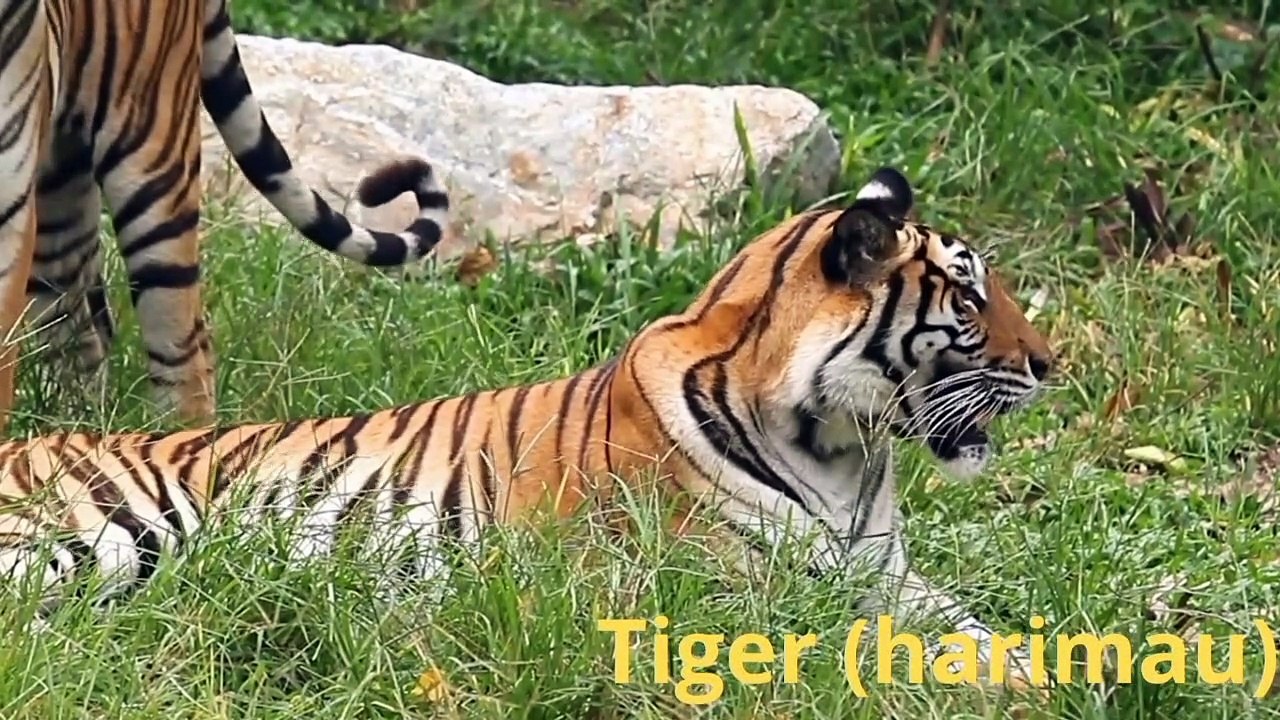 Dangerous Beasts Living in the Wild, Elephants One of them/Monkey/Tiger