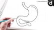 how to draw human organs stomach simple and easy