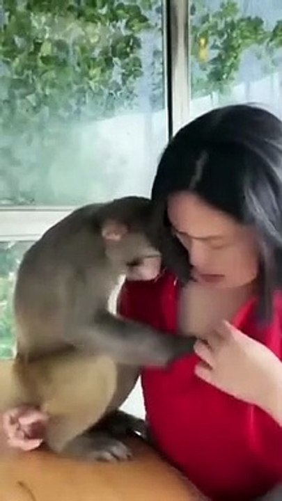 cute_monkey2_(360p)