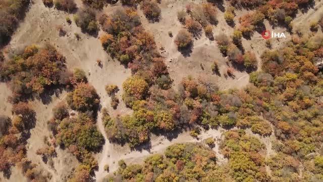 Dağlarda yetişen çitlembik köylülere kazanç kapısı oldu