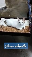 Cute kitten relaxing in her new bed #cutekittensvideos