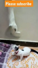 Cute kittens Golden Kite and Nagu jumping and playing funny kittens #cutekittens