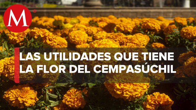 ¿Sabes qué otro uso tiene el cempasúchil? No tires tus plantas porque así puedes reciclarlas
