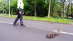 Saving a duck family crossing a busy street in Cologne