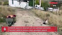 Elektrik sayacını okumaya gelen personeli horoz kovaladı