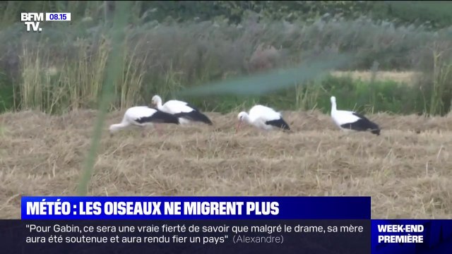 Réchauffement climatique: ces oiseaux qui retardent ou renoncent à leur migration