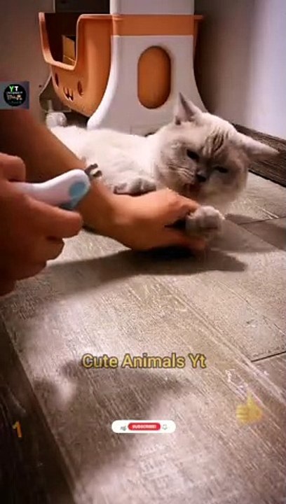 Funniest Cats  Animals Funny Videos 2022 | Cat Videos | Cute Animals Yt