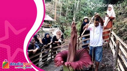 Unik! Bunga Bangkai Tumbuh dan Mekar di Pinggiran Sungai