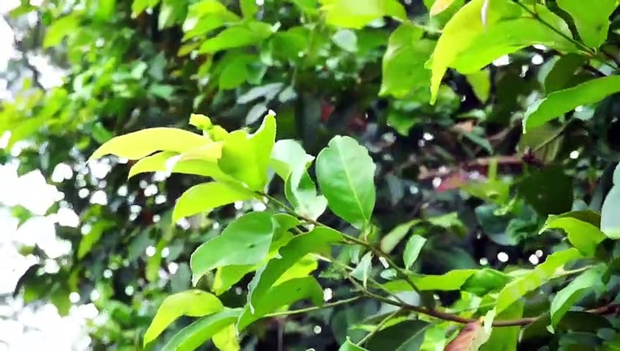 MANFAAT DAUN SALAM UNTUK KESEHATAN  Mencegah Diabetes dan Asam Urat