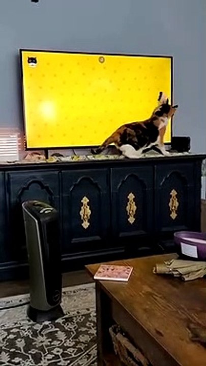 Funny cat 