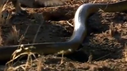Cobra fights Mongoose