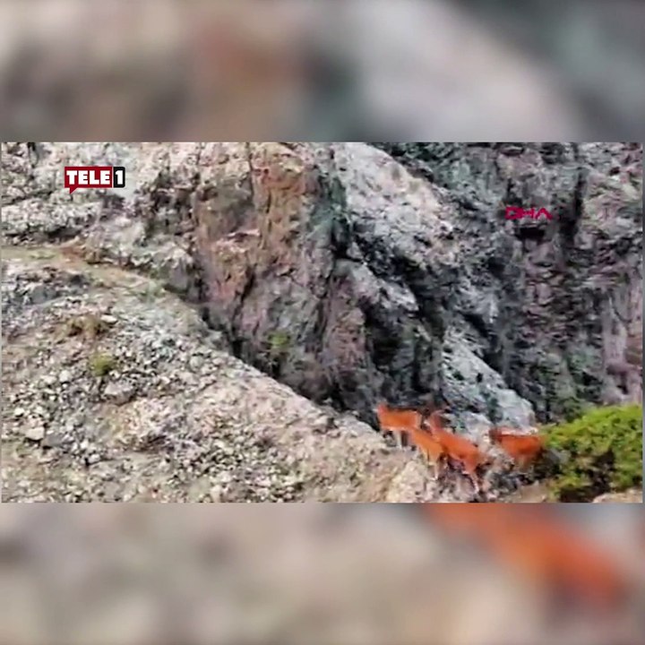 Yaban keçilerinin zorlu tırmanışları dronla ile görüntülendi