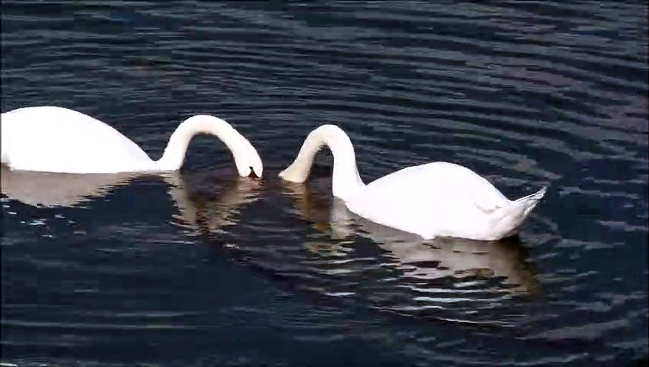 Swan - 5338
