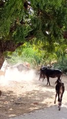 Cow fight #bullfight