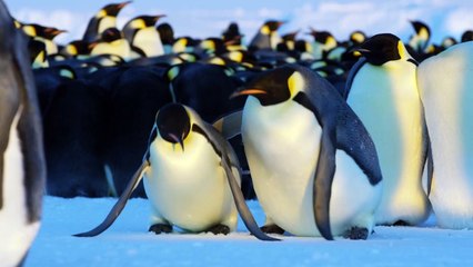 Dynasties.Emperor.Penguin
