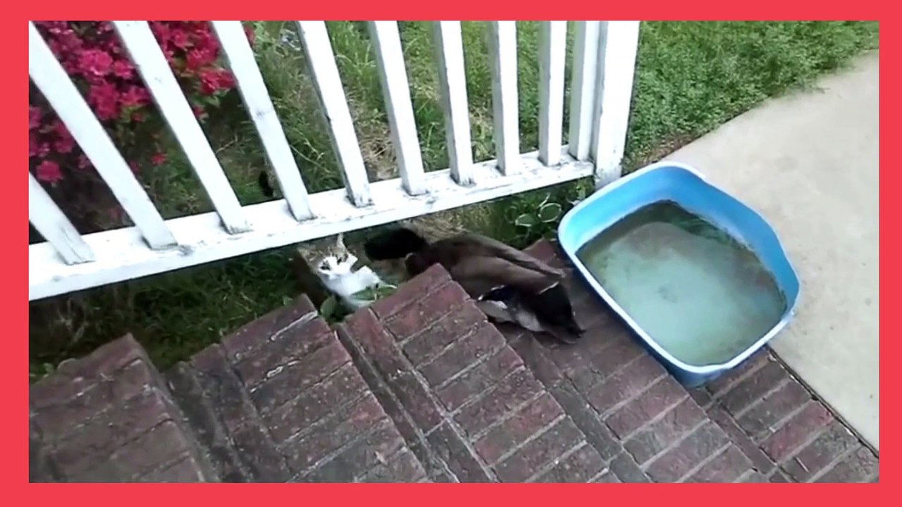 funny cat videos  17