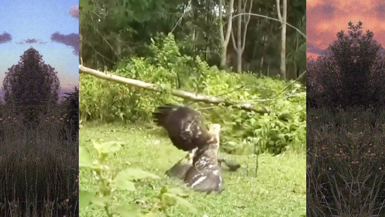 trap the eagle
