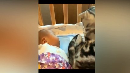 Funny cat random  | Animal cat moments #6