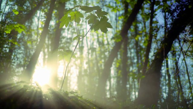 Guided Mind and Body Affirmations I Meditation for Affirmations I Present, Worthy, and Grateful