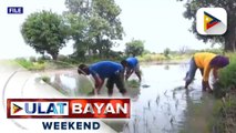 Updated guidelines sa implementasyon ng fertilizer discount voucher project, inilabas na