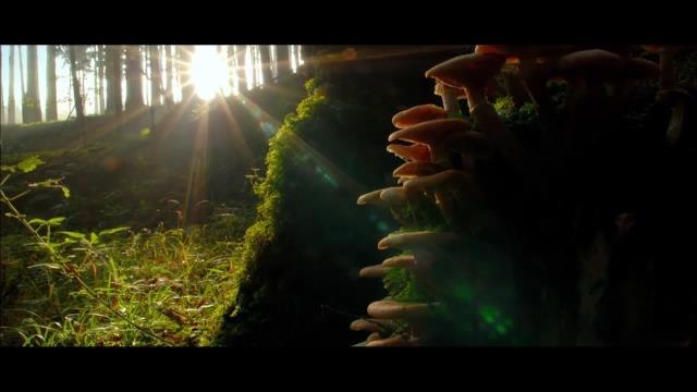 Çin'de Mantar Yetiştirilen Bir Bölge Küresel Öneme Sahip Tarımsal Miras Sistemi Olarak Tanındı