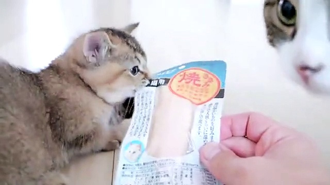 tony kitten #7