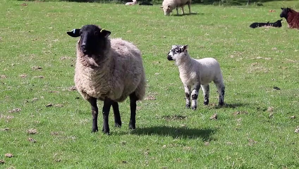 Lamb