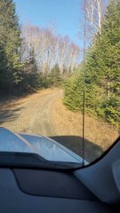 Two Canadian Lynx Interacting on Logging Road in Maine