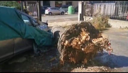 Un grosso pino è caduto in via Don Orione a Palermo a causa del maltempo