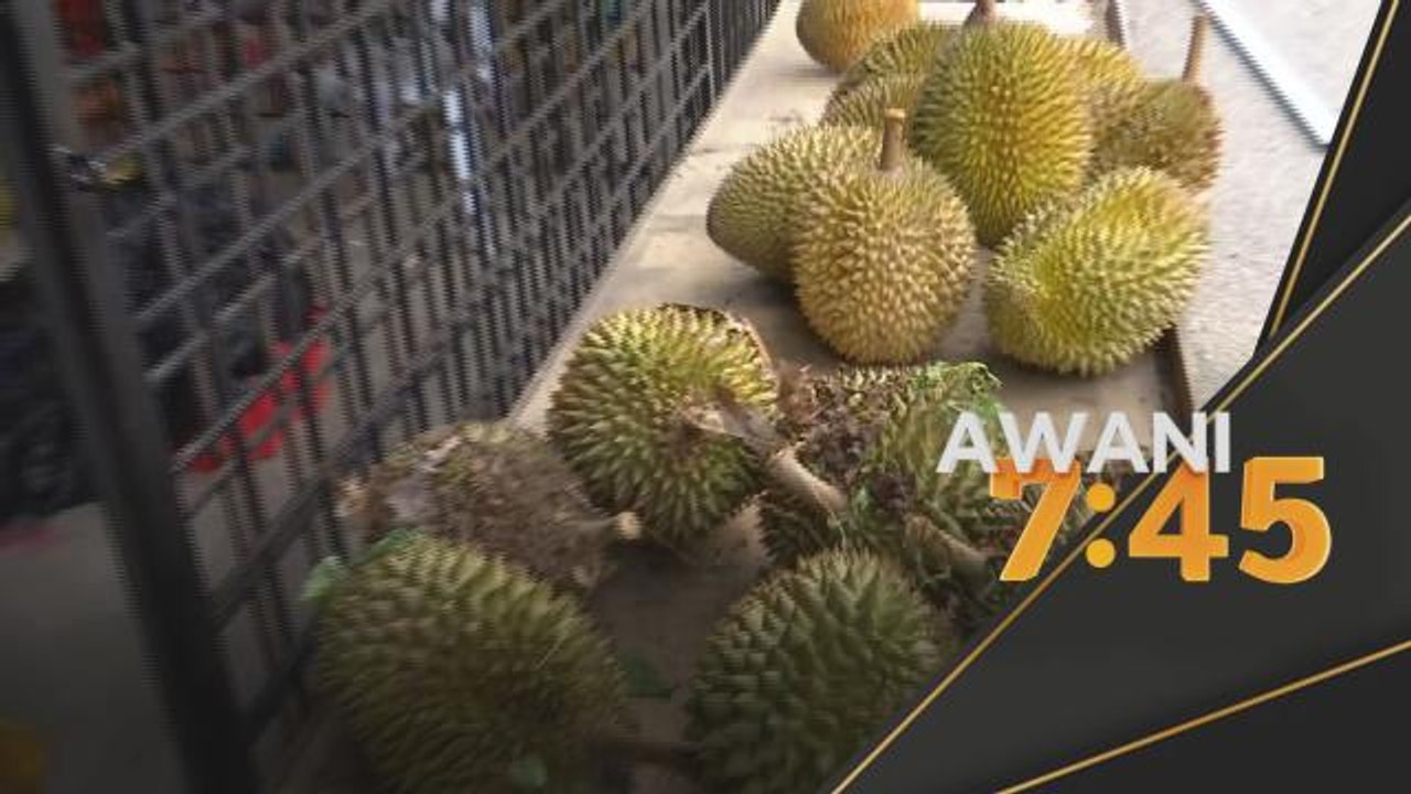 Musim Durian | Musim PRU, musim durian, meriah berganda di Kampung Gajah
