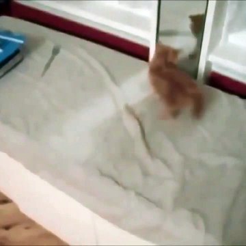 Follow for more video every day! #cute #cat #funny #funnycat #fun #smile #pretty #video #funnyvideo #cats #funnycats #cutecats #enjoy #kitty #kitten