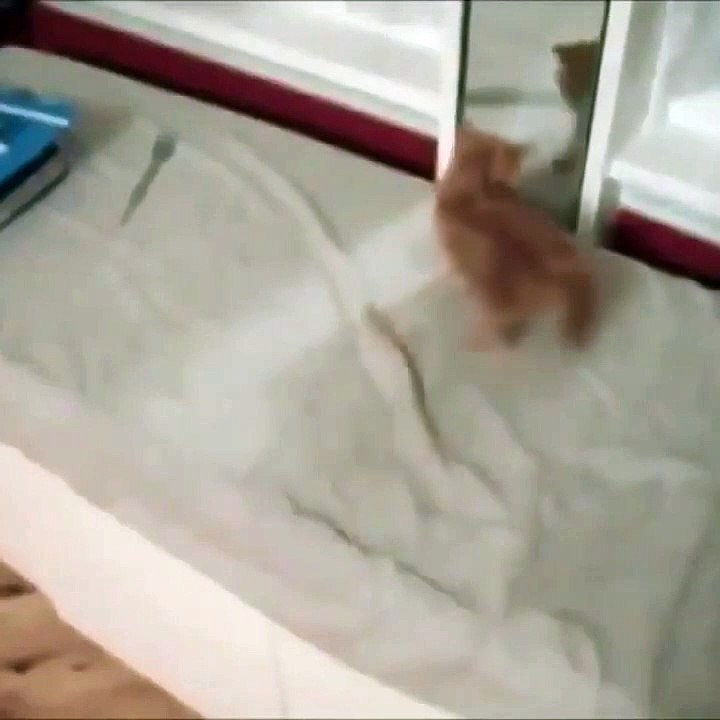 Follow for more video every day!  #cute #cat #funny #funnycat #fun #smile #pretty #video #funnyvideo #cats #funnycats #cutecats #enjoy  #kitty #kitten