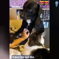 Compilation of humorous dog videos: The Funny Reactions of Jealous Dogs