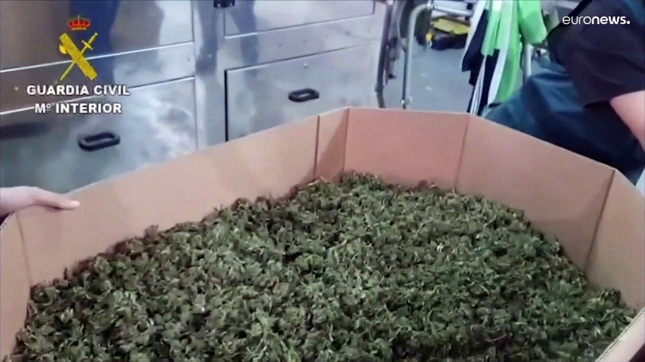 Auf Plantagen, getrocknet, vakuumverpackt: Guardia Civil beschlagnahmt 32 Tonnen Marihuana