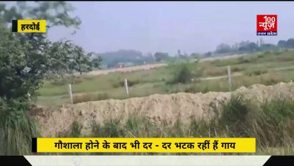 Hardoi news: गौशाला बनी होने के बाद भी खेत चर रहीं आवारा गाय, किसान की नहीं कोई सुनने वाला