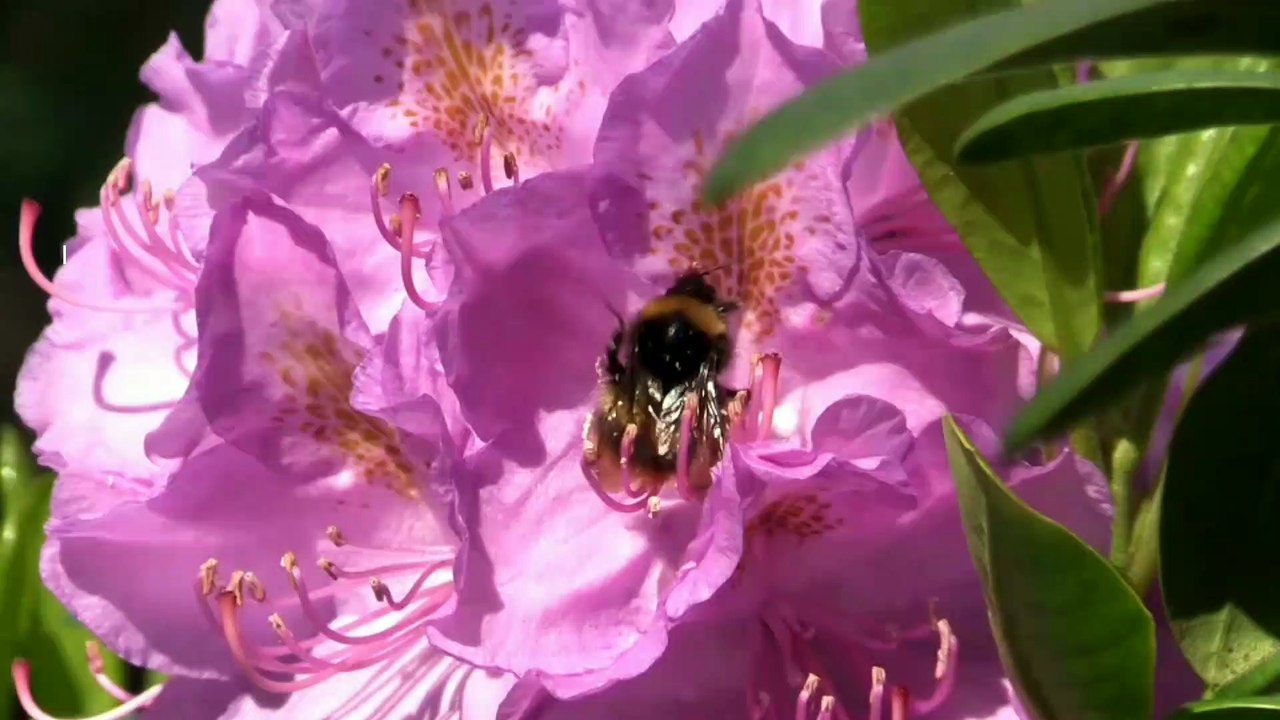 Close up video of been on a flower