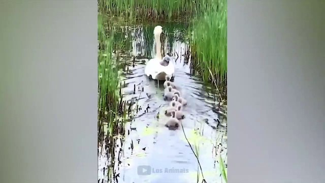 Самые смешные животные _ Приколы с котами и собаками 2022 _ LA #1 (2)