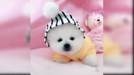 Lovely Baby Dogs and Cute Baby Cats Funny Reaction Video