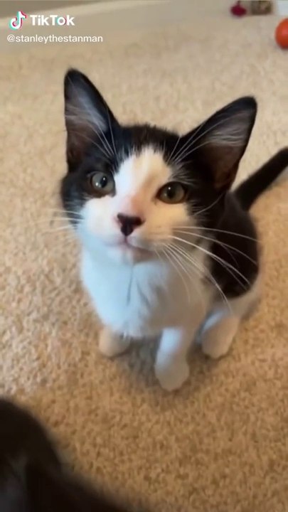 More of the Internet's Funniest Cat Videos 