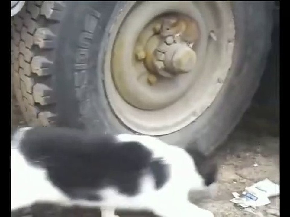 funny video