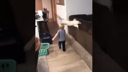 cute animals that can make us laugh